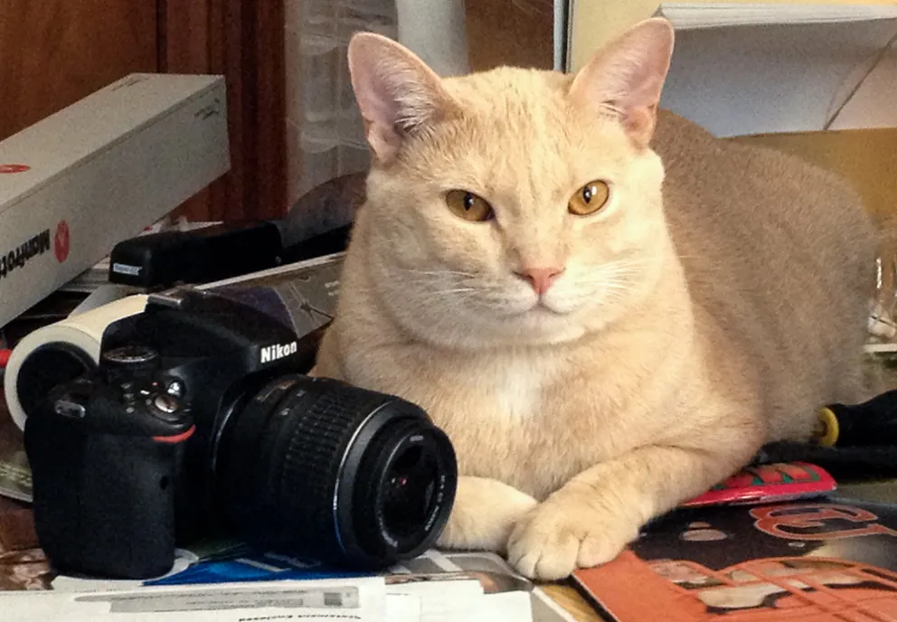Kodachrome the Cat.jpg