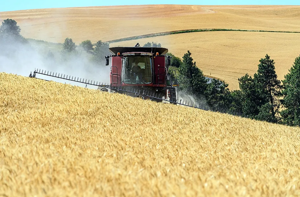 2019 Wheat HarvestA.JPG